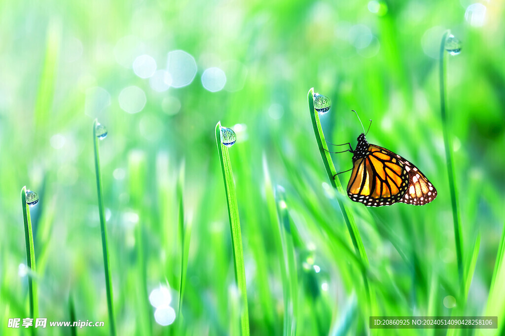 草丛里的蝴蝶图片