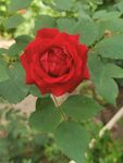 月季花