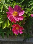 芍药