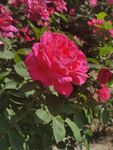 月季花