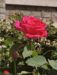 月季花