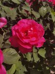 月季花