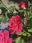 月季花