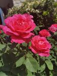 月季花