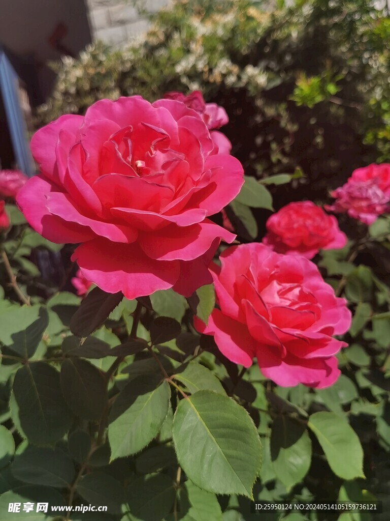 月季花