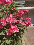 月季花