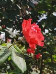 月季花