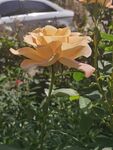 月季花