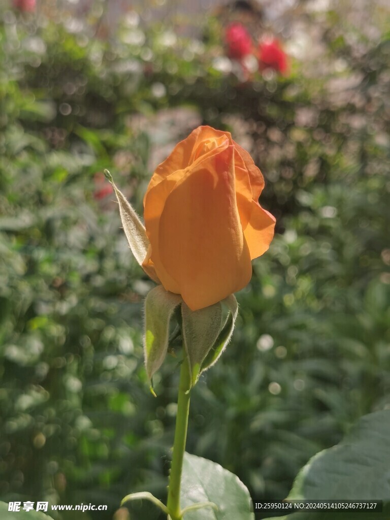 月季花