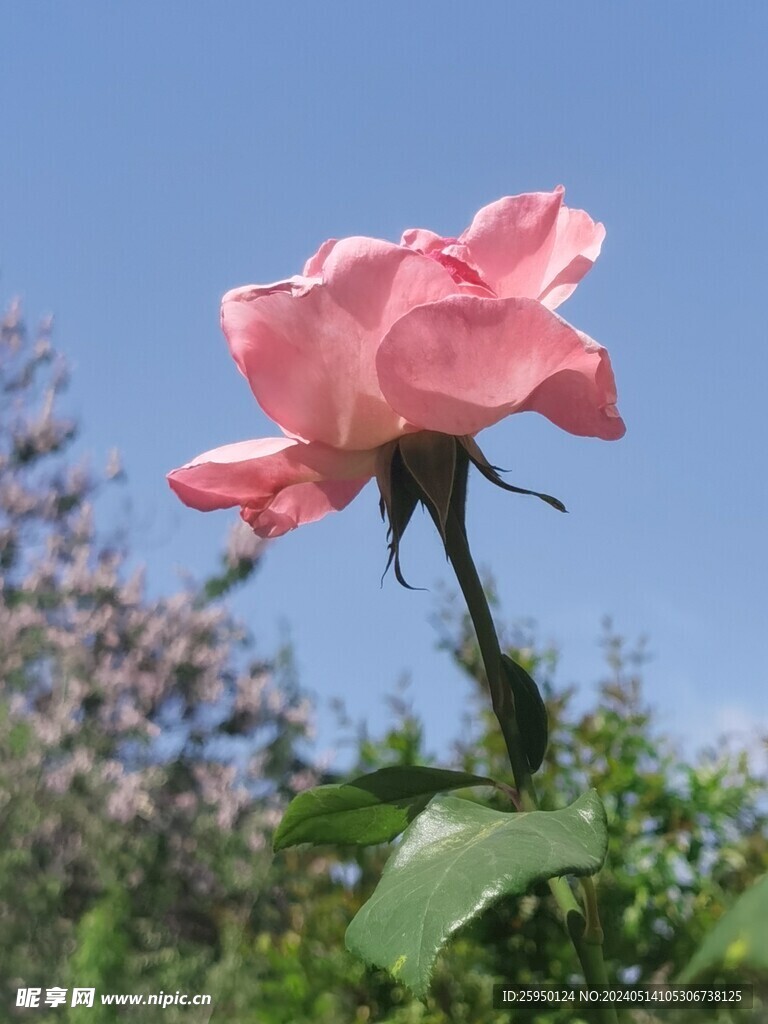 月季花