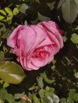 月季花