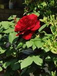 月季花