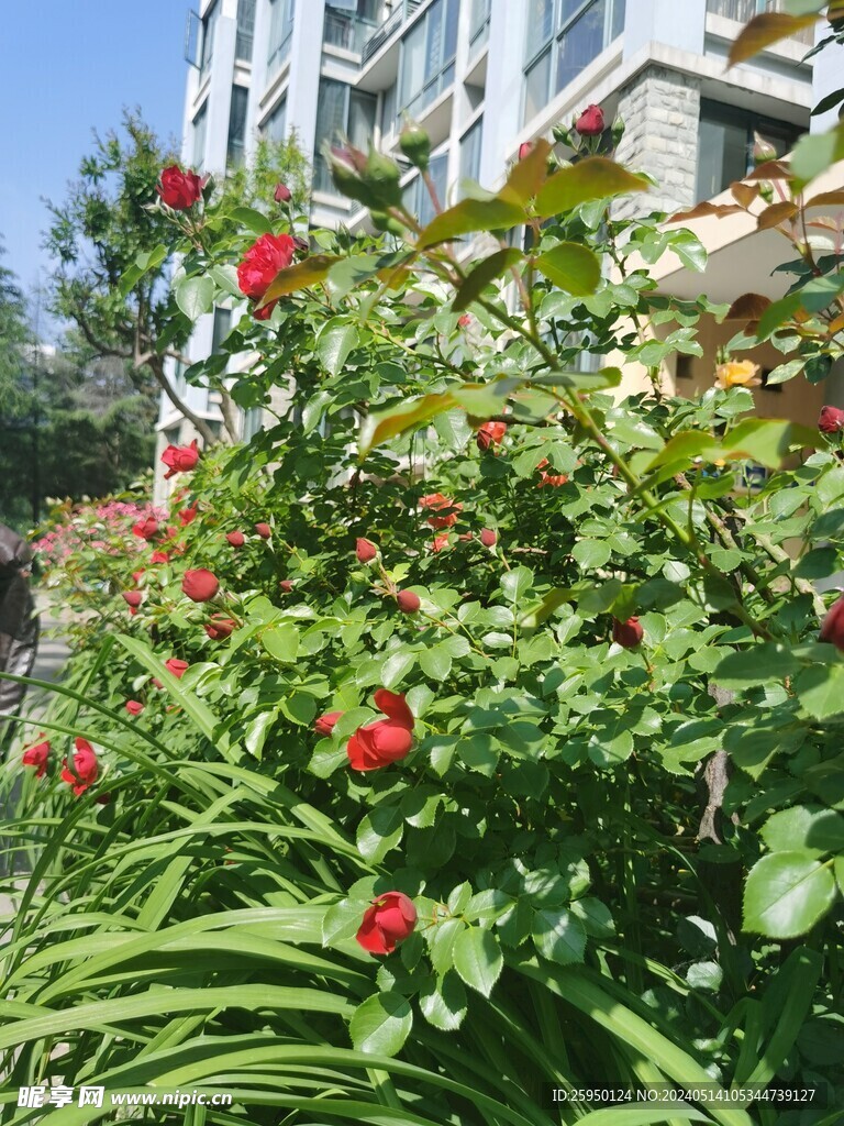 月季花