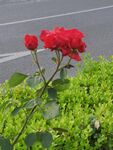 月季花