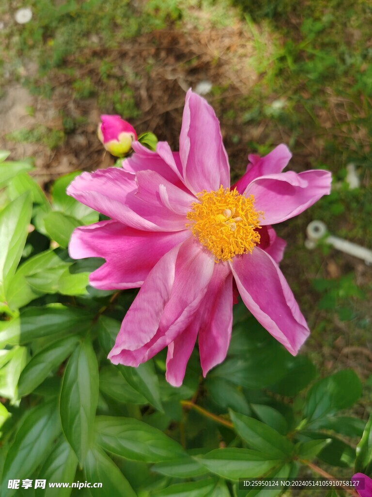 芍药