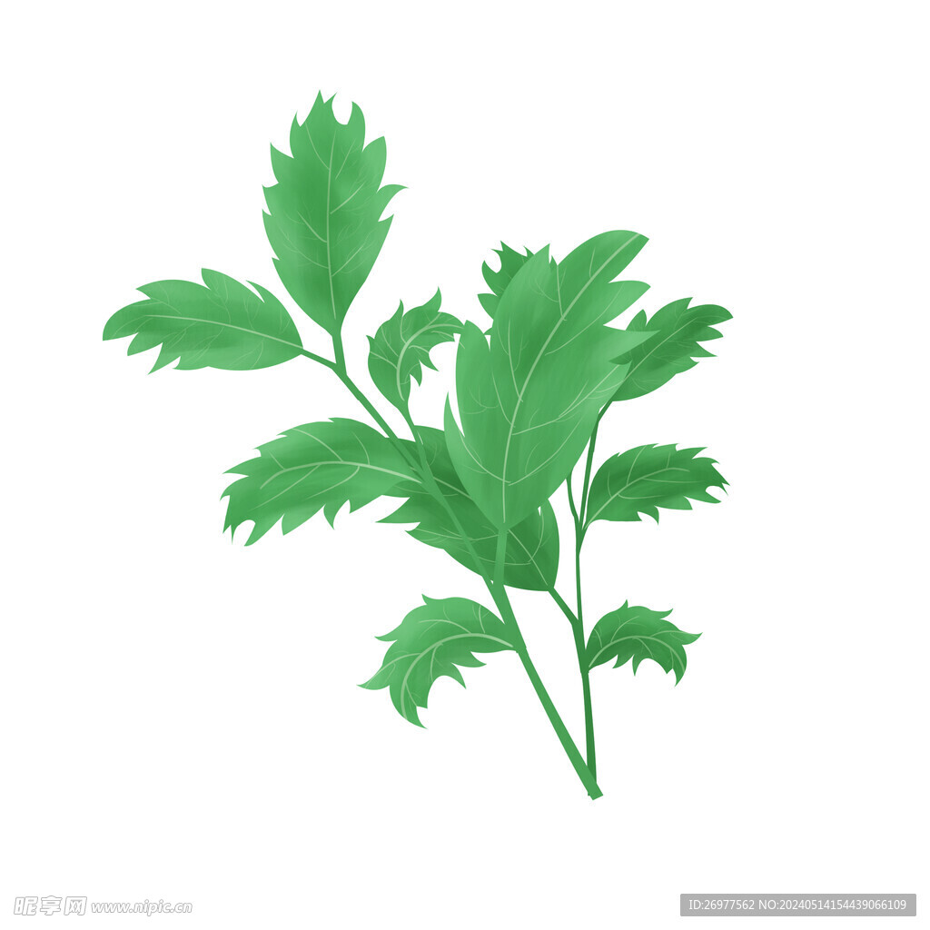  艾草 