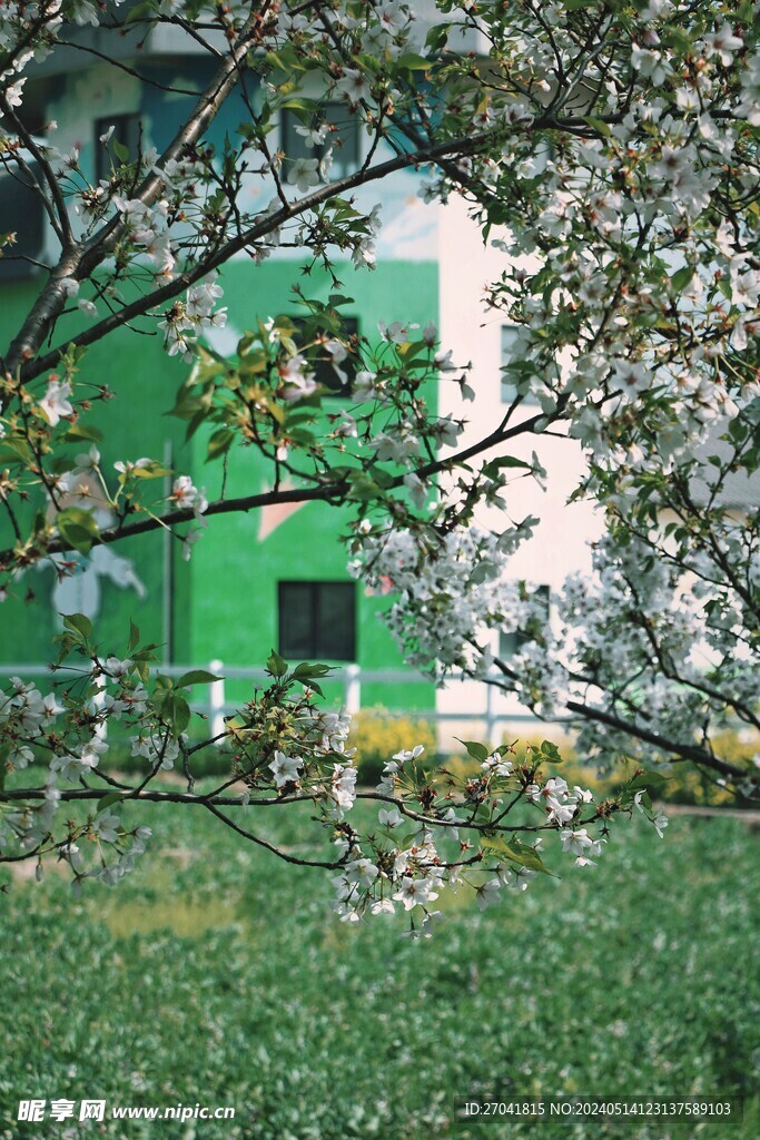 樱花盛开 绿色建筑 草地 