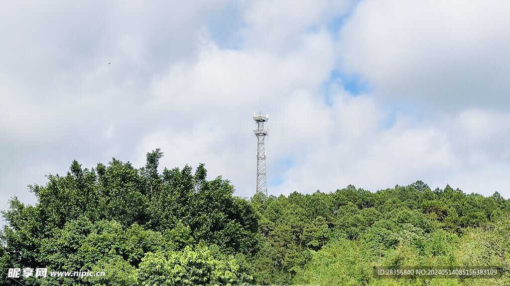 天空树林