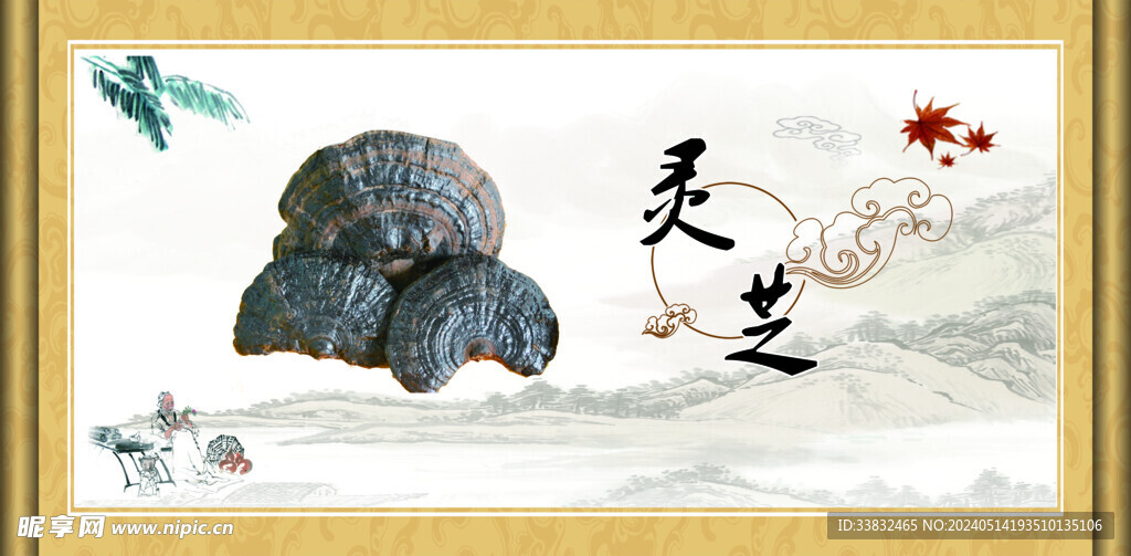 灵芝