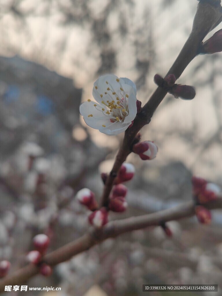 桃花