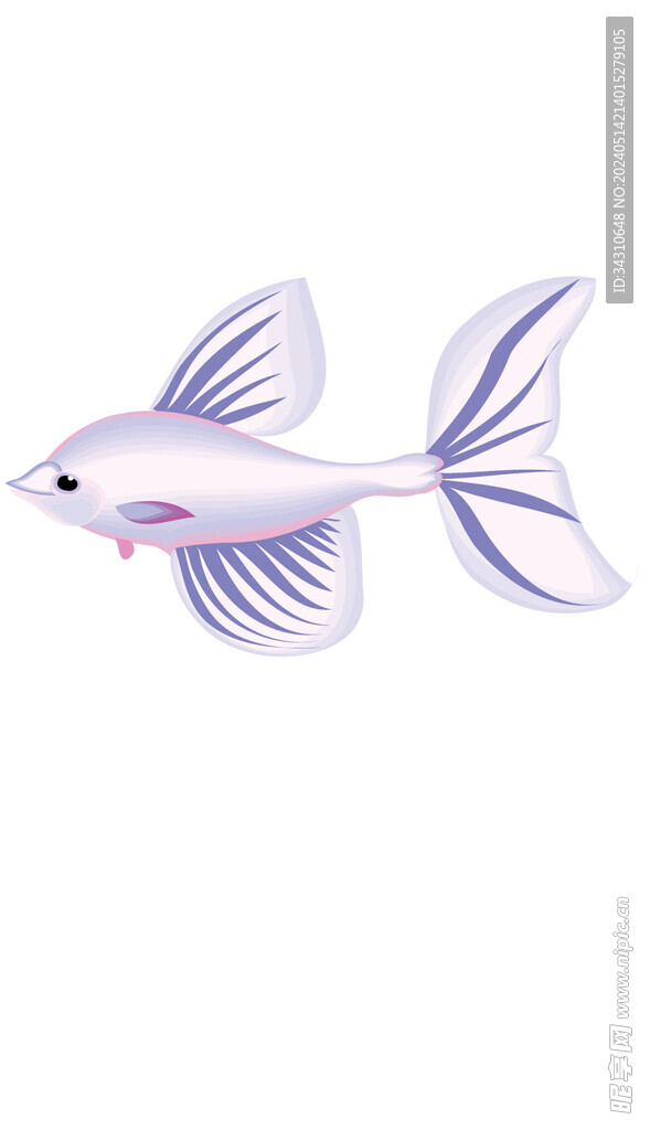 小鱼金鱼孔雀鱼海洋生物动物鱼类