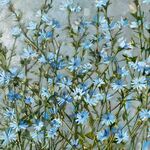 鲜花油画