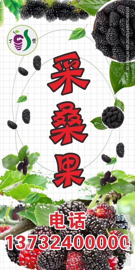 桑果采摘水果丁赞