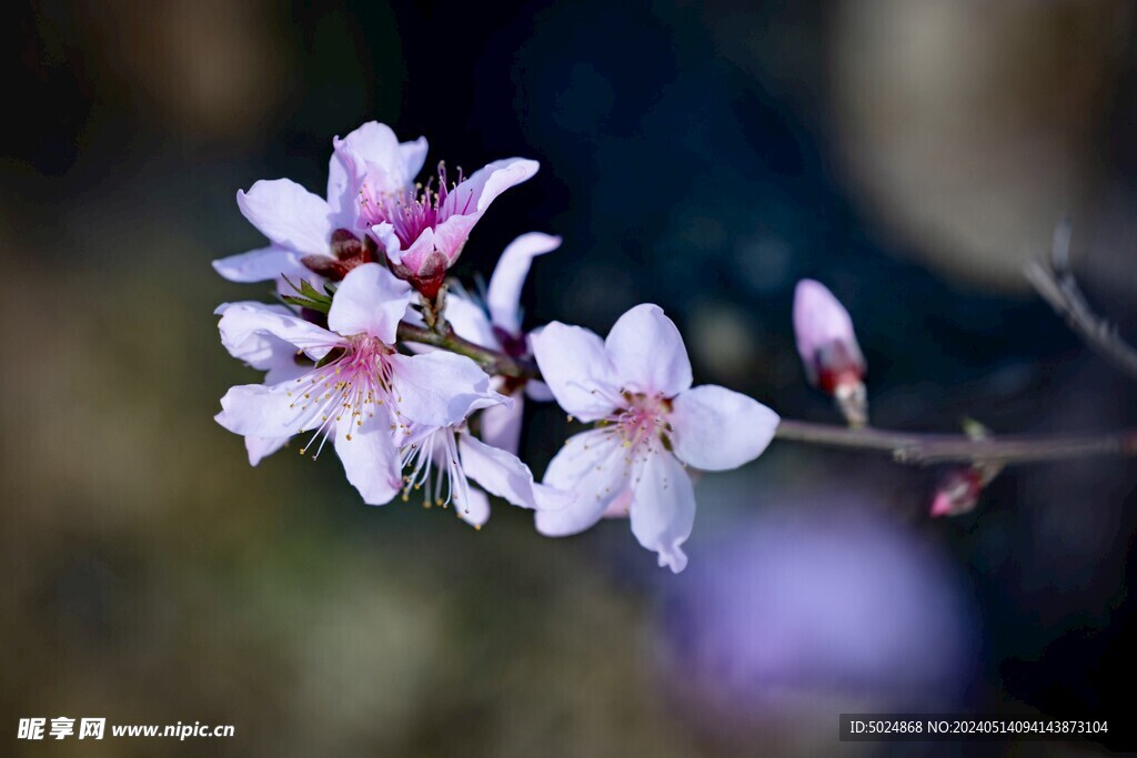 桃花