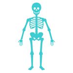 简化版人体骨骼插图素材