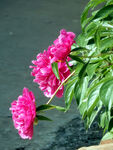 芍药花
