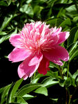 芍药花