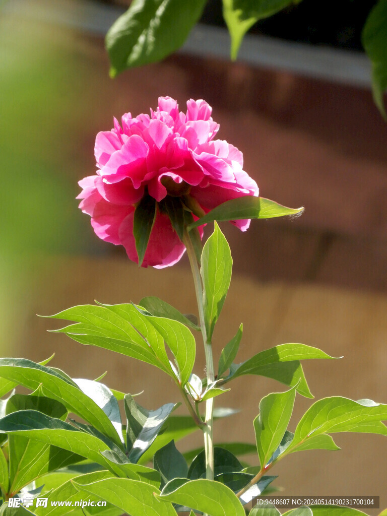 芍药花