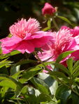 芍药花