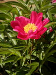 芍药花