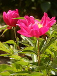 芍药花