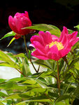 芍药花