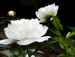 芍药花