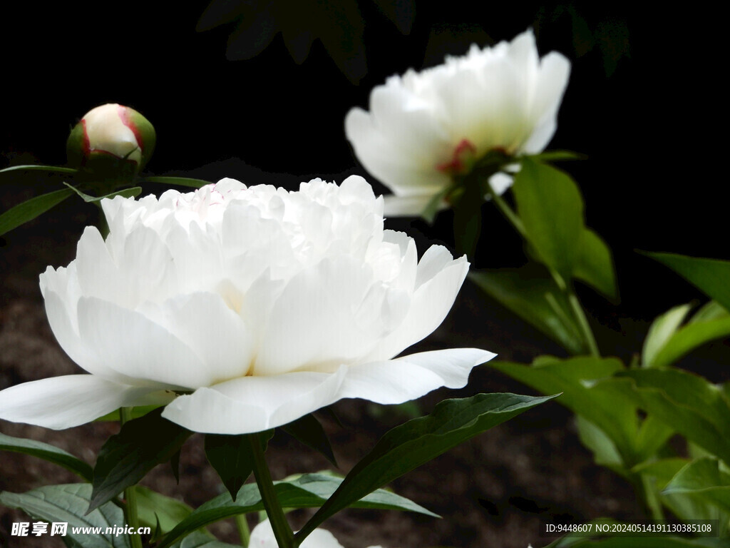 芍药花