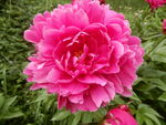 芍药花
