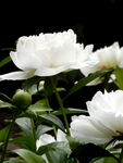 芍药花