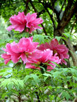 牡丹花