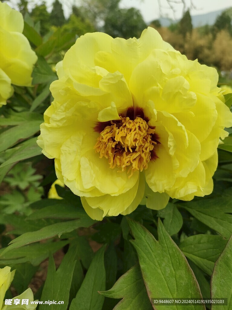 牡丹花