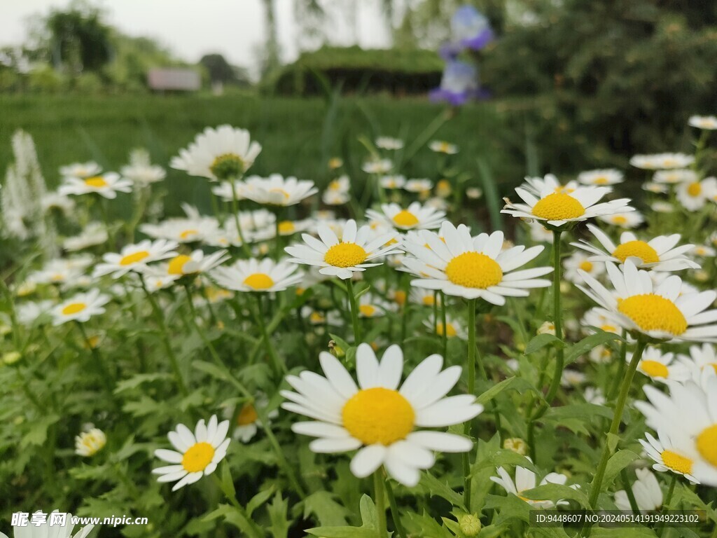 雏菊花