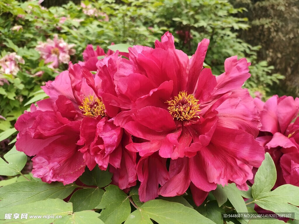 牡丹花