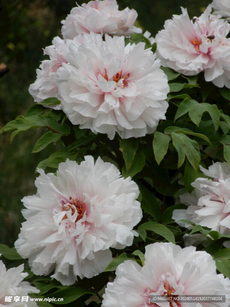 牡丹花