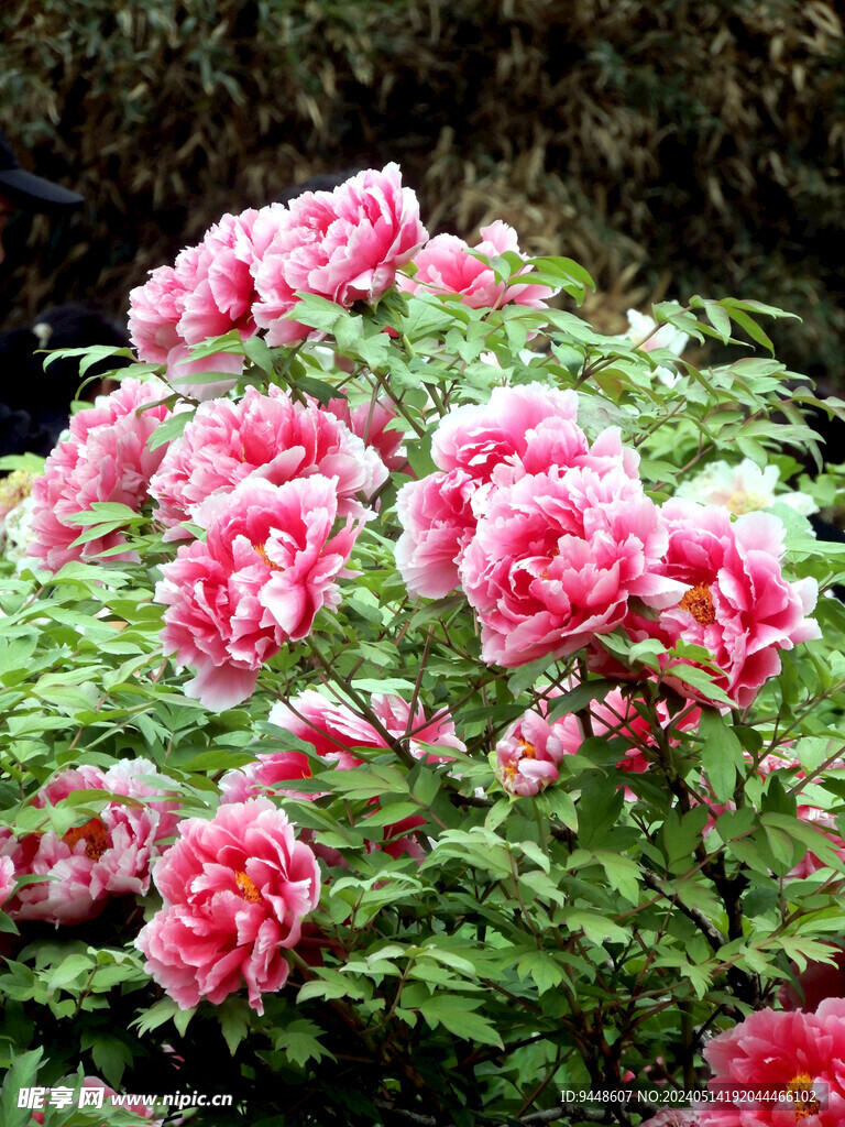牡丹花