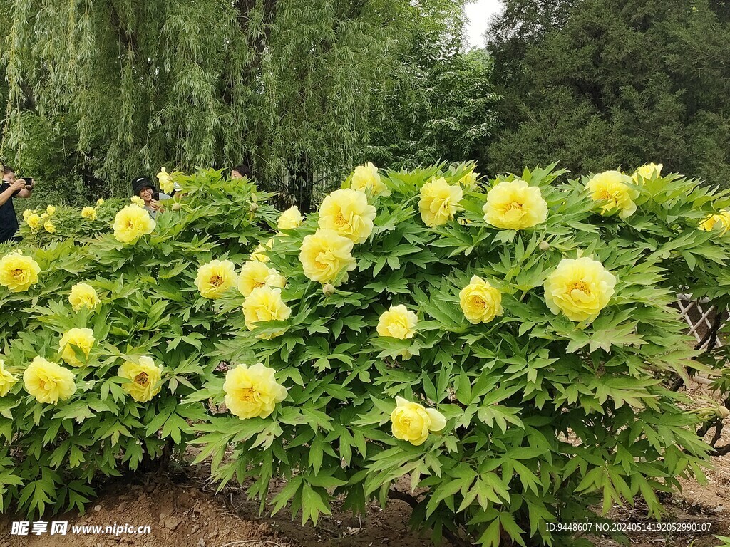 牡丹花