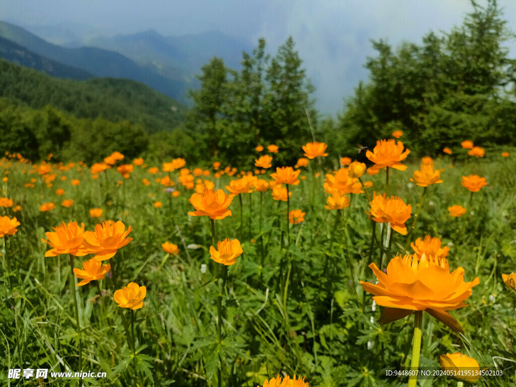 金莲花