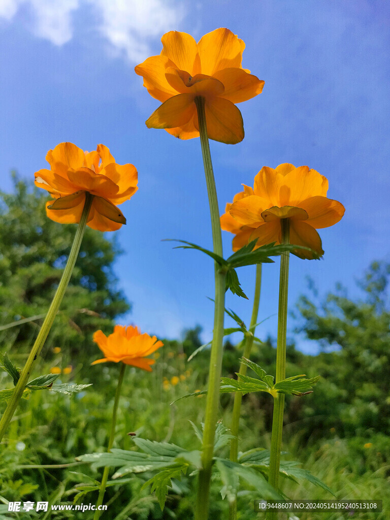 金莲花