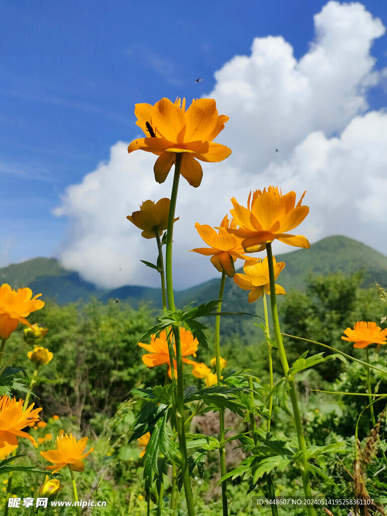 金莲花